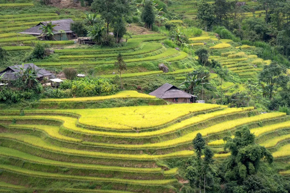 Kho gạo của Chế Văn An